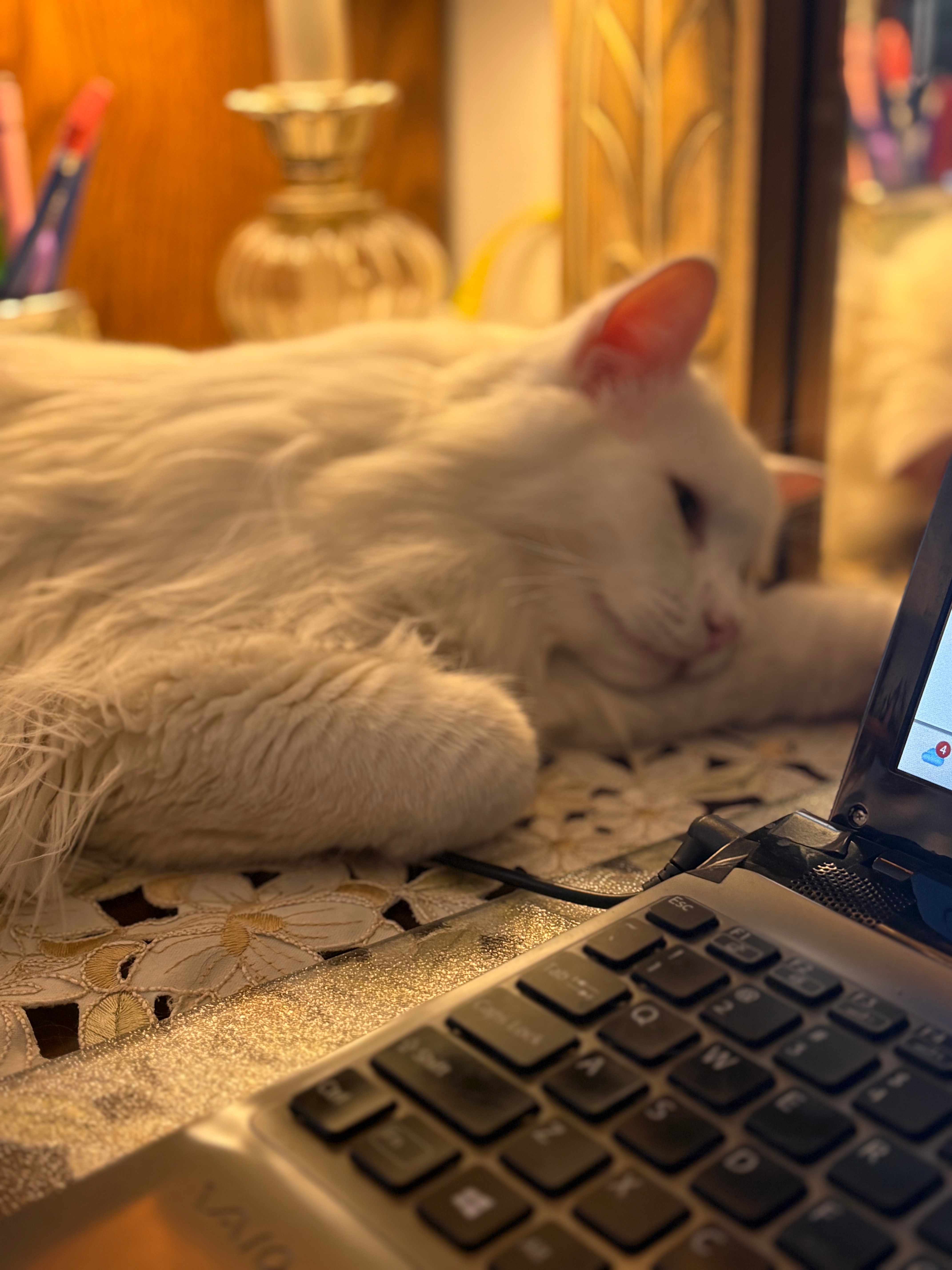 Matteo resting beside the laptop during late-night work — a quiet companion in a season of reflection.